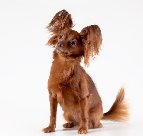 miniature russian toy terrier for sale